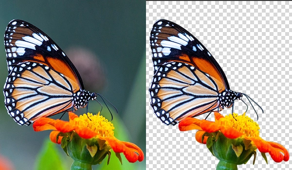 Clipping path services